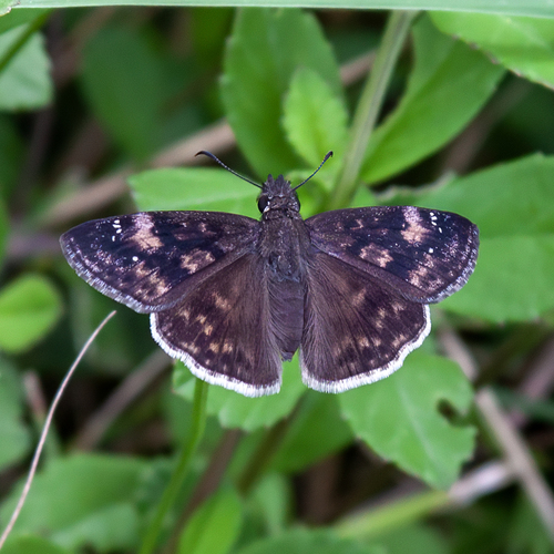 Funereal Duskywing photo 5