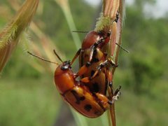 Rhyparida didyma