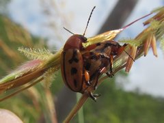 Rhyparida didyma