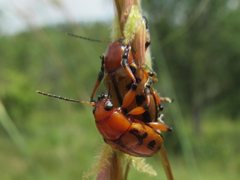 Rhyparida didyma