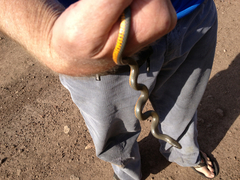 Diadophis punctatus regalis