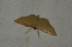 Idaea humiliata