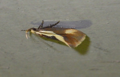 Harpella forficella