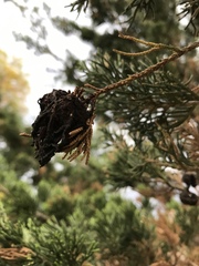 Gymnosporangium juniperi-virginianae
