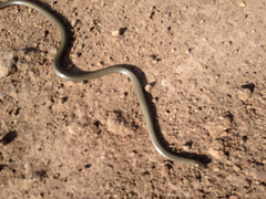 Diadophis punctatus regalis