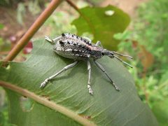 Leptopius clavus