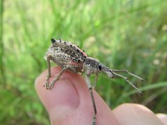 Leptopius clavus