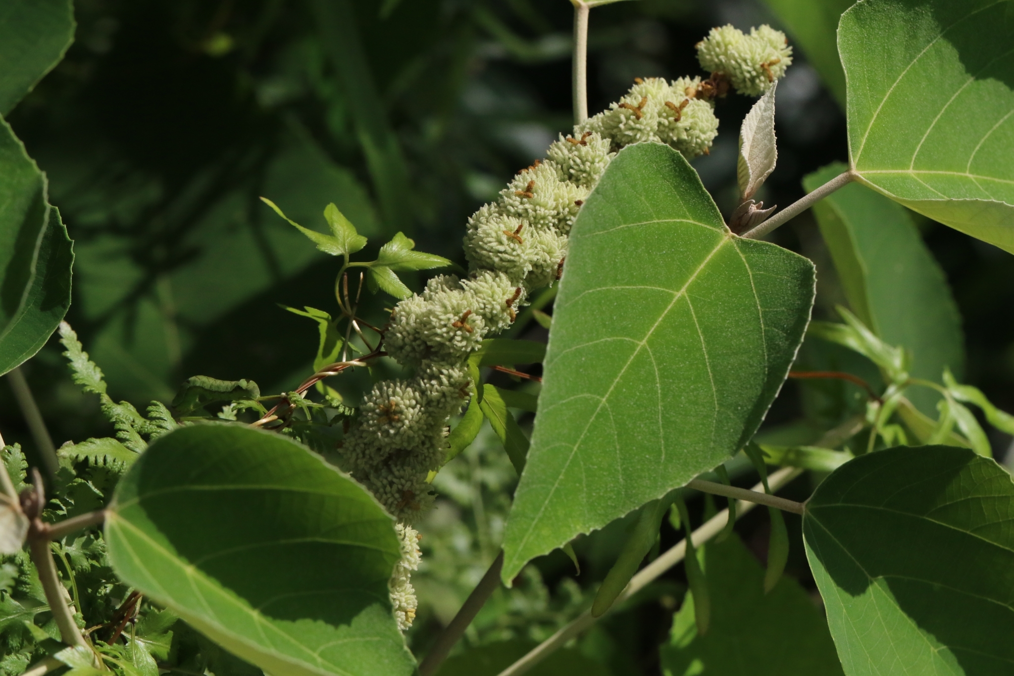 White-Backed Leaf (Mallotus apelta)