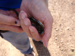 Diadophis punctatus regalis