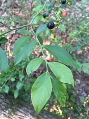 Vaccinium virgatum