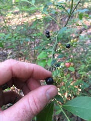 Vaccinium virgatum