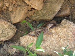 Diporiphora australis