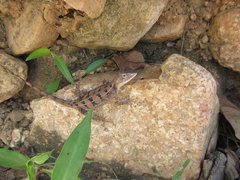 Diporiphora australis