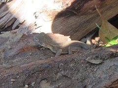 Diporiphora australis