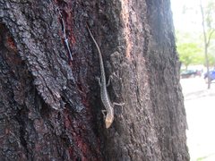 Cryptoblepharus metallicus