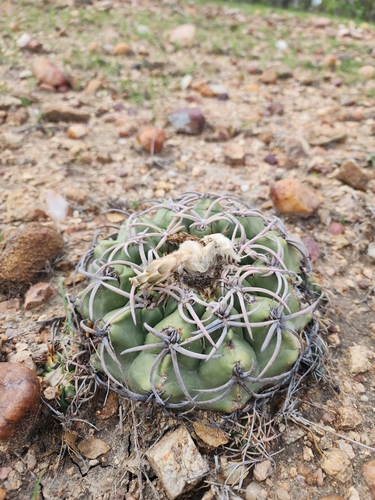 Discocactus bahiensis