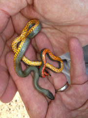 Diadophis punctatus regalis