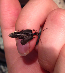Lampyridae