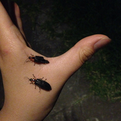 Lampyridae