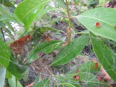 Phryganoporus candidus