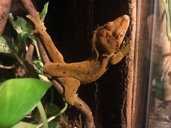 Correlophus ciliatus
