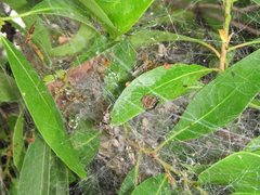 Phryganoporus candidus