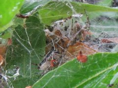 Phryganoporus candidus