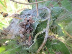 Phryganoporus candidus