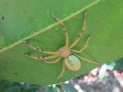 Neosparassus salacius