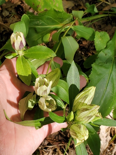 Image of Gentiana villosa by no rights reserved
