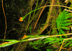 Isochilus aurantiacus