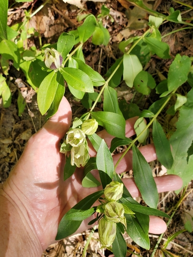 Image of Gentiana villosa by no rights reserved