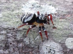 Zenodorus metallescens