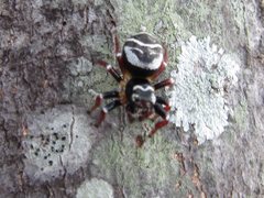 Zenodorus metallescens