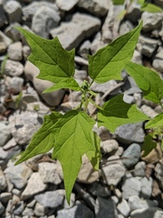 Chenopodiastrum simplex