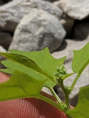 Chenopodiastrum simplex