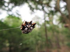 Gasteracantha sacerdotalis