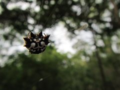 Gasteracantha sacerdotalis