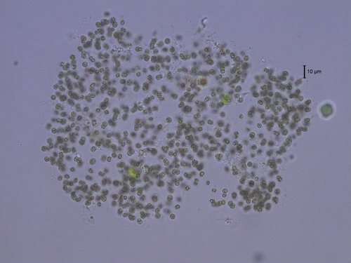 Microcystis smithii · iNaturalist