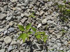 Chenopodiastrum simplex