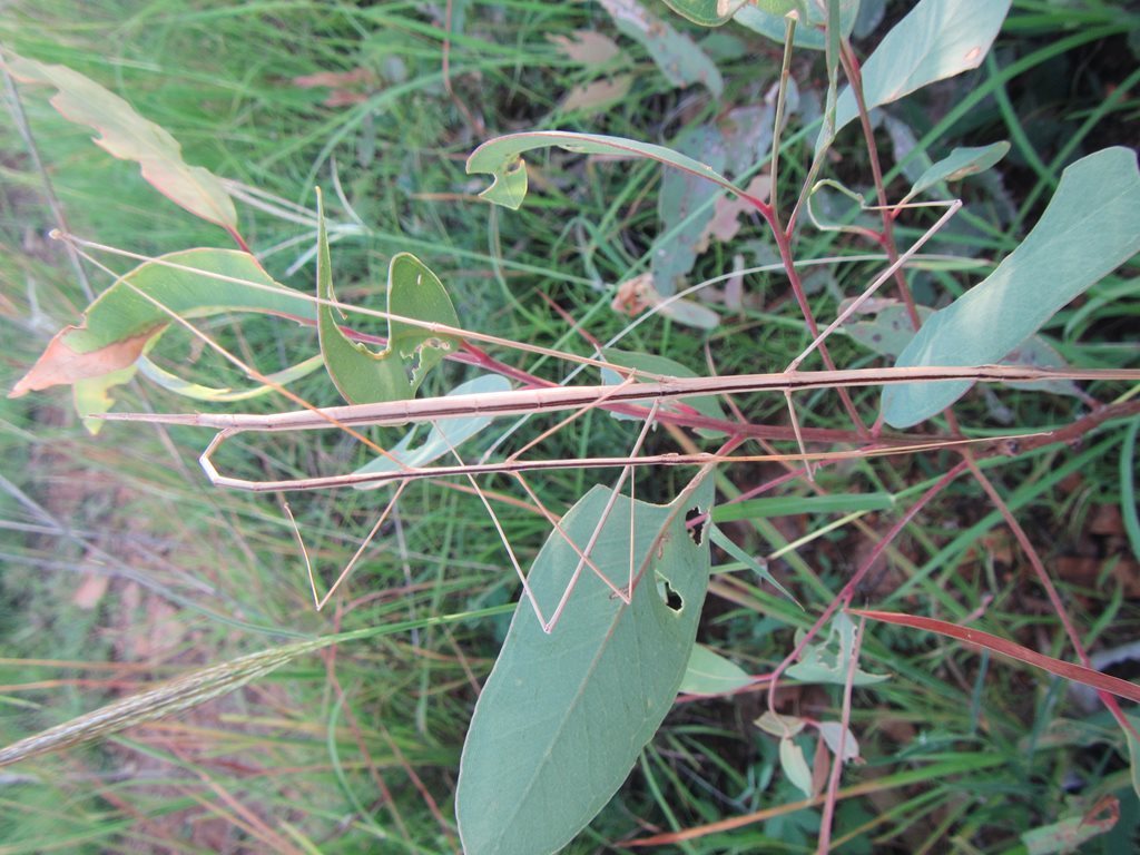 Denhama Grass Stick Insects