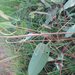 Denhama Grass Stick Insects - Photo (c) Matthew Connors, some rights reserved (CC BY-NC-SA), uploaded by Matthew Connors