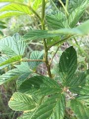 Rubus laudatus