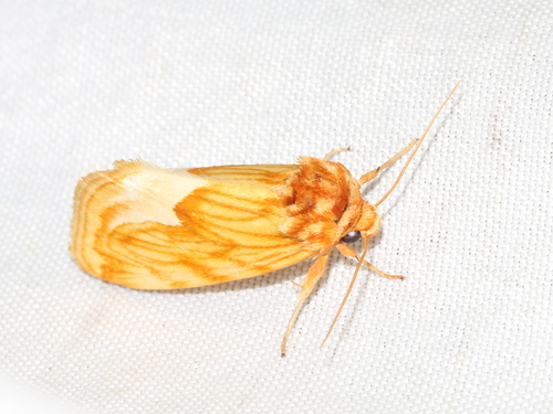 Cirrhophanus dyari photo 4