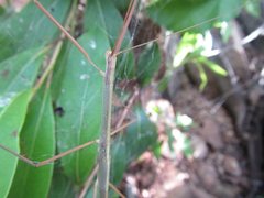 Austrosipyloidea carterus