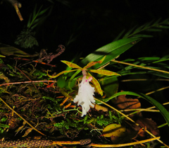 Rhynchostele stellata