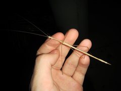 Austrosipyloidea carterus