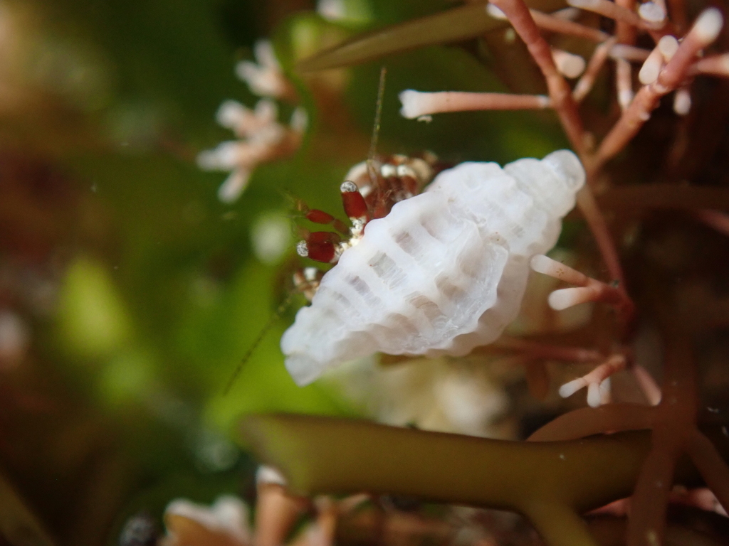 Paciocinebrina minor