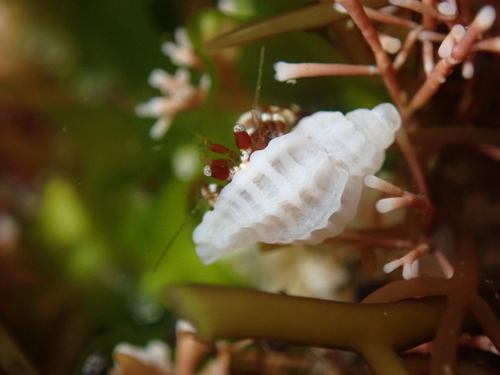 Paciocinebrina minor