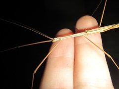 Austrosipyloidea carterus